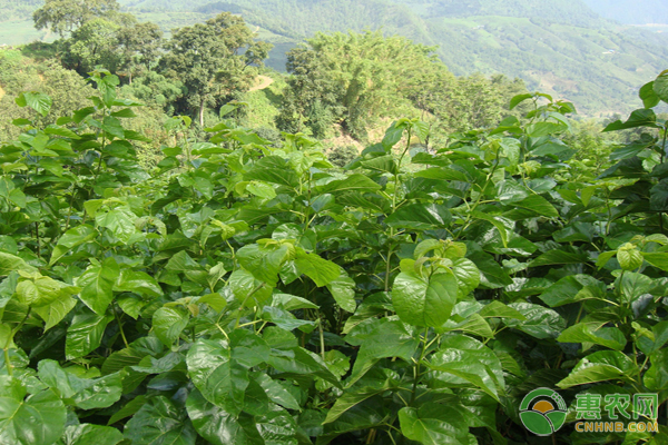 桑树花叶病的防治方法 