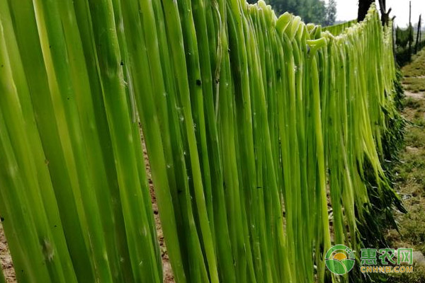 贡菜的种植时间及方法 