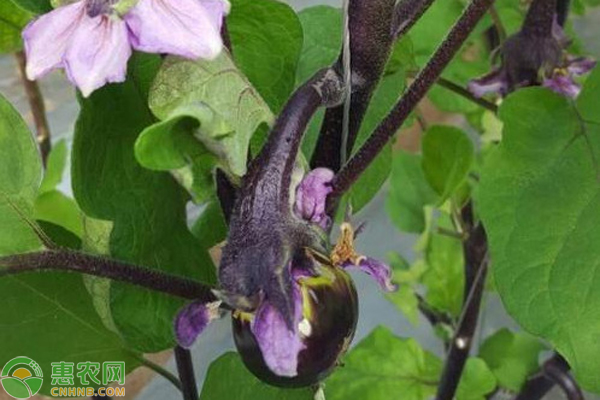 茄子开花不挂果怎么处理？ 