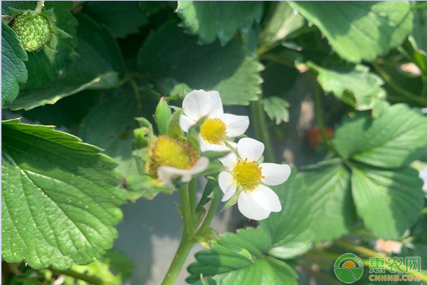 8月草莓种植管理技术要点 