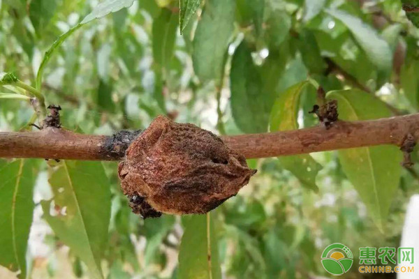 桃褐腐病的症状和防治方法 