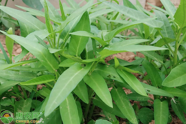 空心菜轮斑病症状及防治方法 