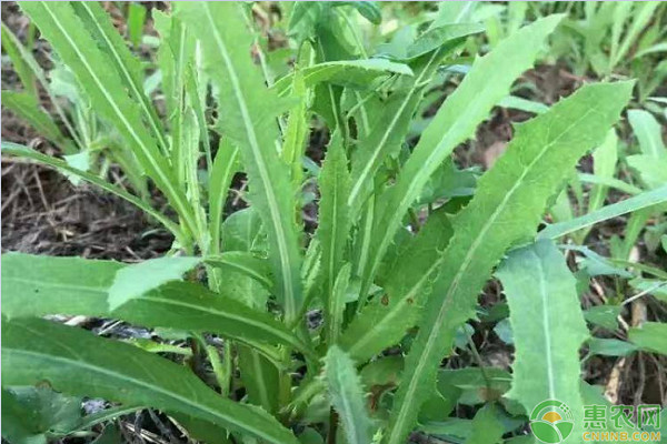 苦菜的种植时间及方法 