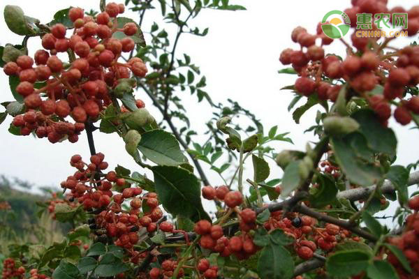 花椒树的种植条件及管理要点 