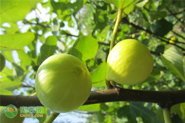 无花果根结线虫的危害症状及防治方法 