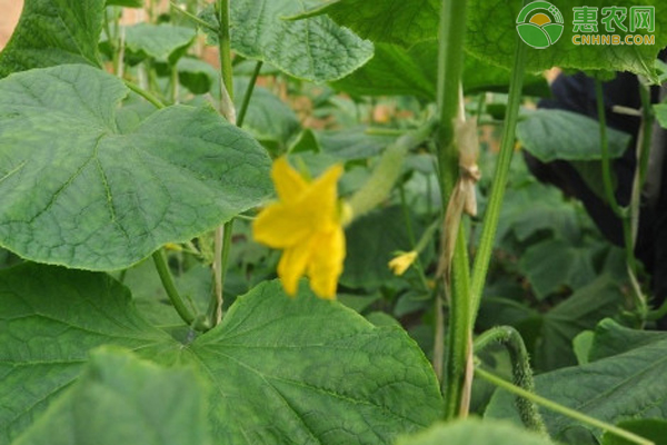 露天黄瓜的种植方法和时间 