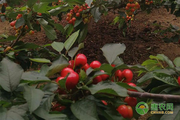 樱桃树苗的种植方法 