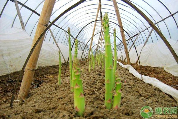 芦笋褐斑病的症状及防治方法 