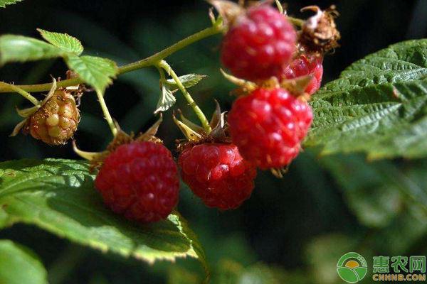 种植课堂：树莓怎么种植才高产？ 