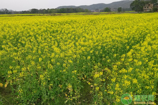 油菜田常见杂草及防除方法 