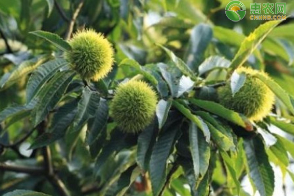 板栗树在什么时候花芽分化？ 