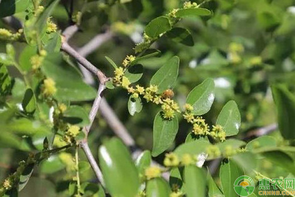 枣树花期适合用哪些肥料能提高坐果率？ 