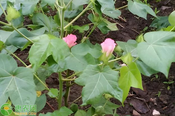 棉花枯萎病是由什么引起的？ 