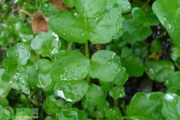 豆瓣菜的种植时间及方法 