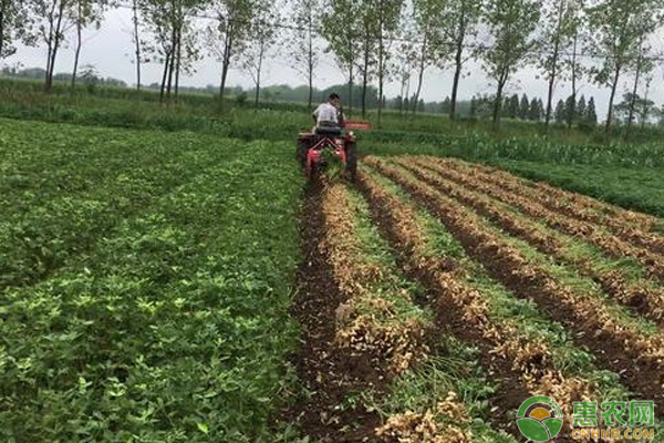 夏播花生高产种植方案 