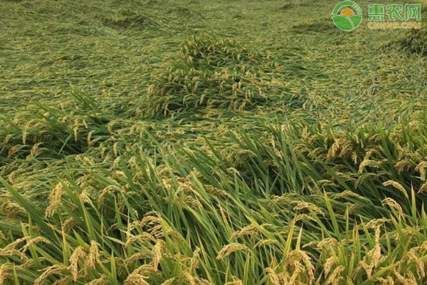 10月水稻种植管理要点 