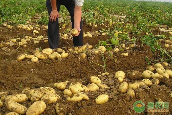 土豆苗要打枝摘心吗？种植土豆苗需做好哪些管理要点？ 