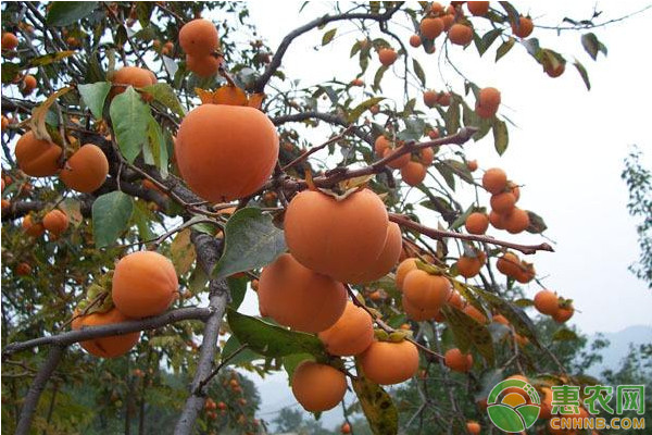 夏天果园湿热多雨怎么管理？这几点需要多多注意！ 