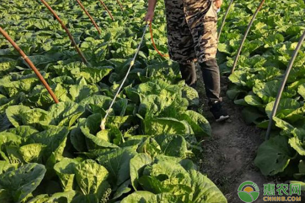 白菜种植技术及管理方法 