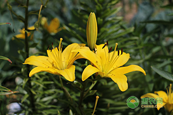 百合花适合什么时候摘除花蕊？ 