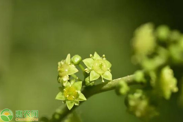 枣树花期适合用哪些肥料能提高坐果率？ 