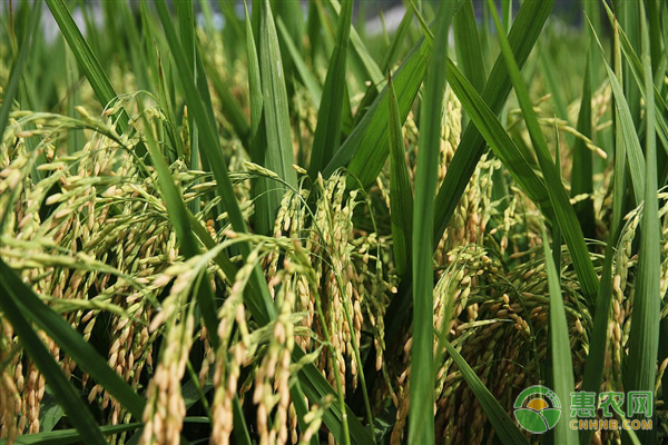 9月水稻种植管理要点 