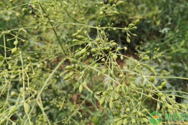 防风的种植管理技术 