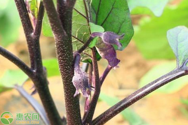 茄子开花不结茄子什么原因？ 