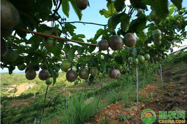 百香果夏季管理要点 