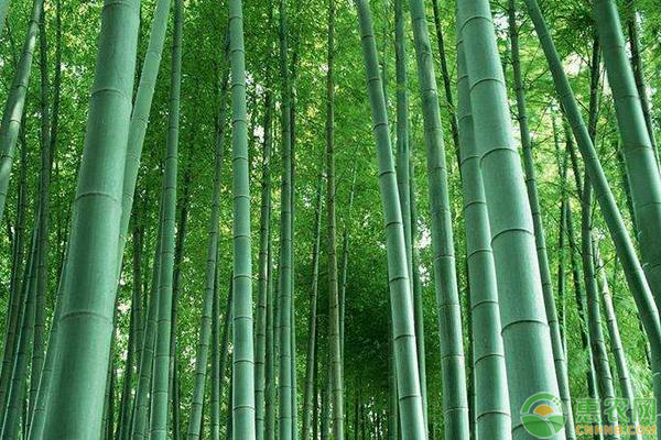 竹子种植技术技巧 