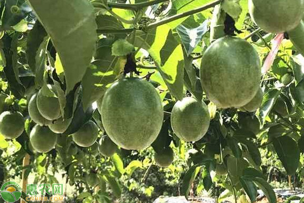 5月百香果种植管理技术要点 