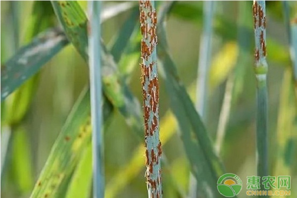 种植课堂：小麦卷叶怎么回事？ 