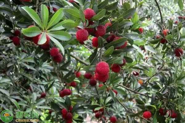 东魁杨梅种植条件和区域 