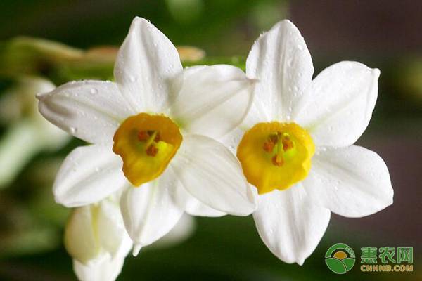 水仙花开完花以后怎么处理？ 