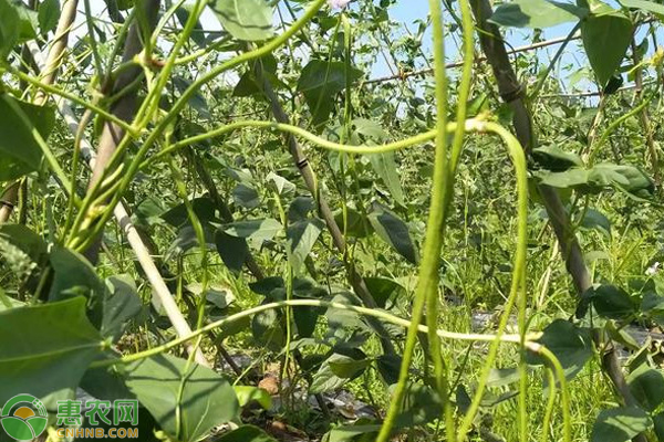 豇豆从种植到结束一共多少天？ 