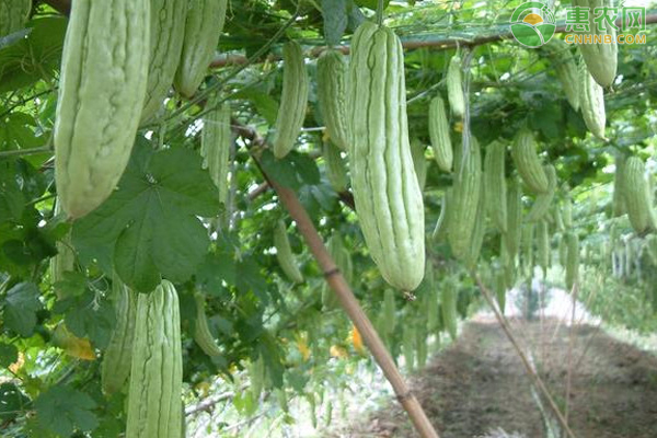 苦瓜露地夏秋茬栽培注意事项 