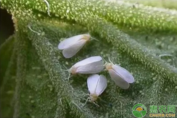 哈密瓜白粉虱的防治方法 