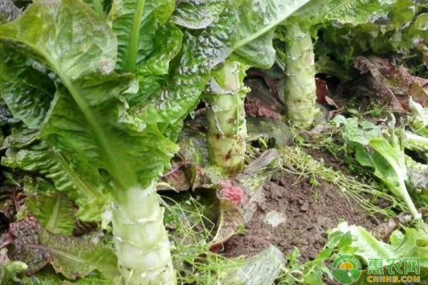 春莴笋露地种植技术 