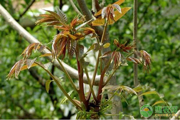 香椿芽田间管理要点 