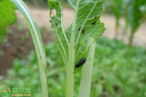 蔬菜病虫害的防治方法 