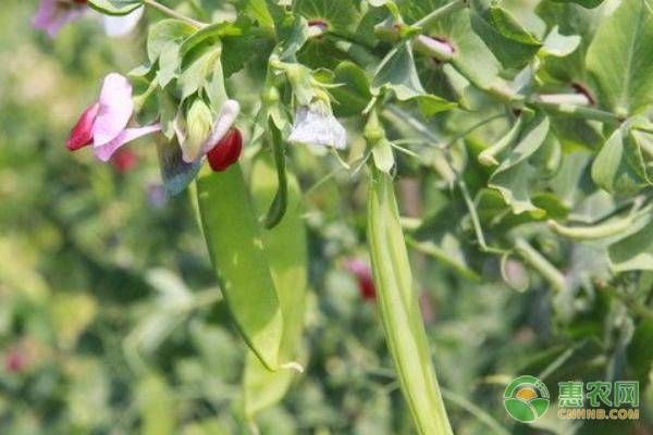 荷兰豆栽培追施什么肥？ 