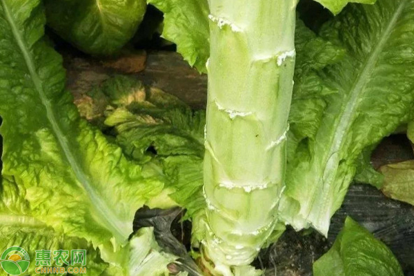 春莴笋露地种植技术 