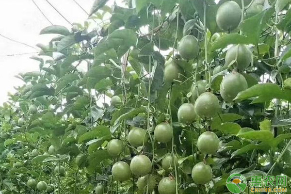 5月百香果种植管理技术要点 