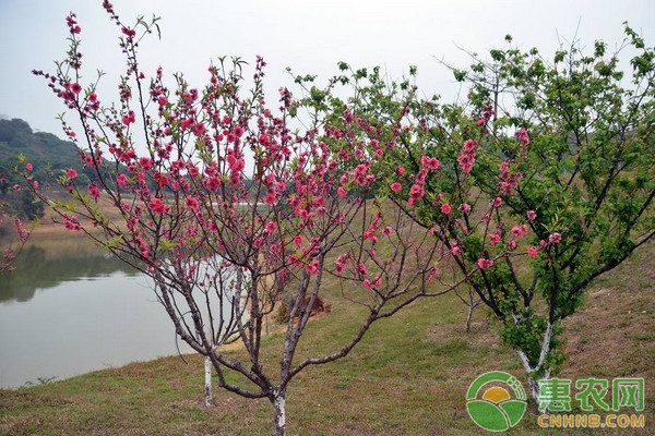 桃花什么时候开？花期怎么养护？ 