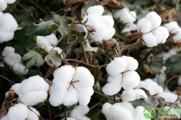 种植课堂：雨季棉花管理技巧 