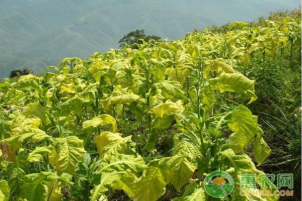 烟叶缺素的症状及防治方法 