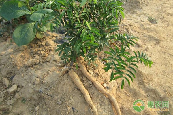 牛大力种植管理技术 