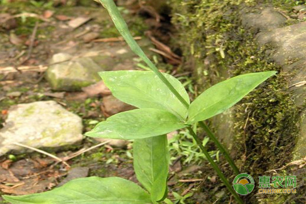 半夏的田间管理要点 