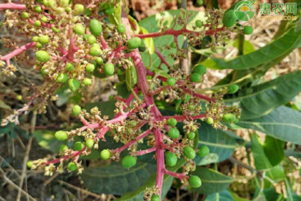 芒果控梢促花的方法 