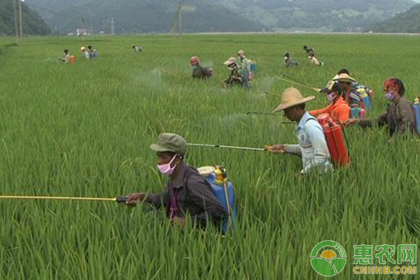 夏季喷施农药最佳时间是什么时候？ 